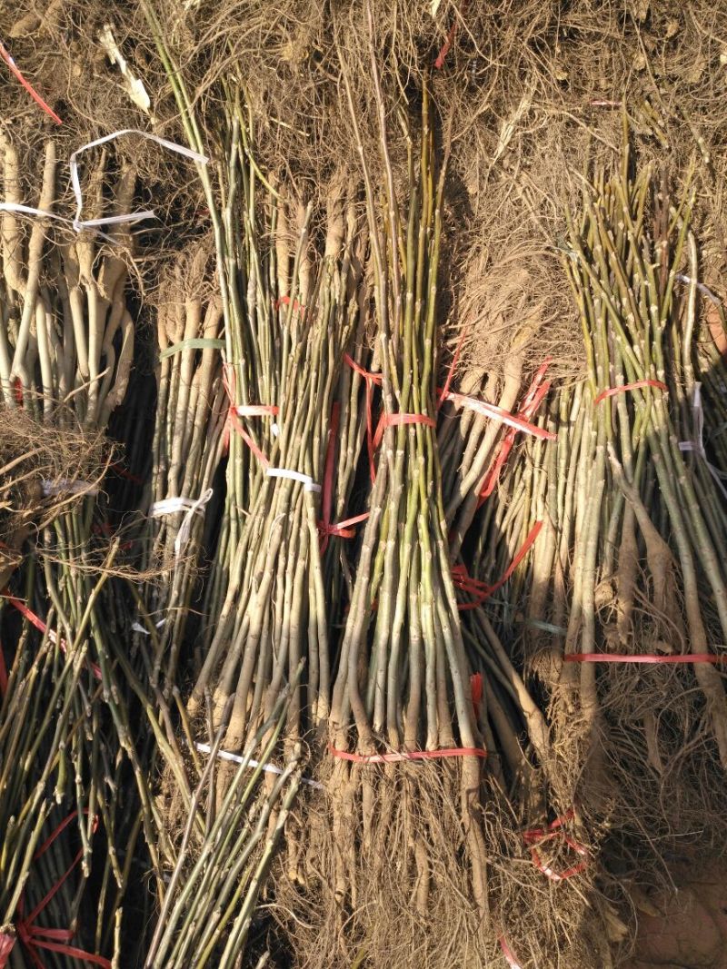 香椿苗10~20cm大棚
