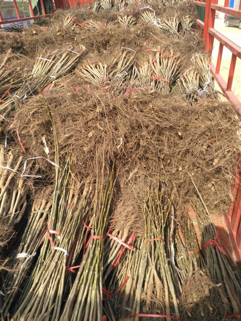 香椿苗10~20cm大棚