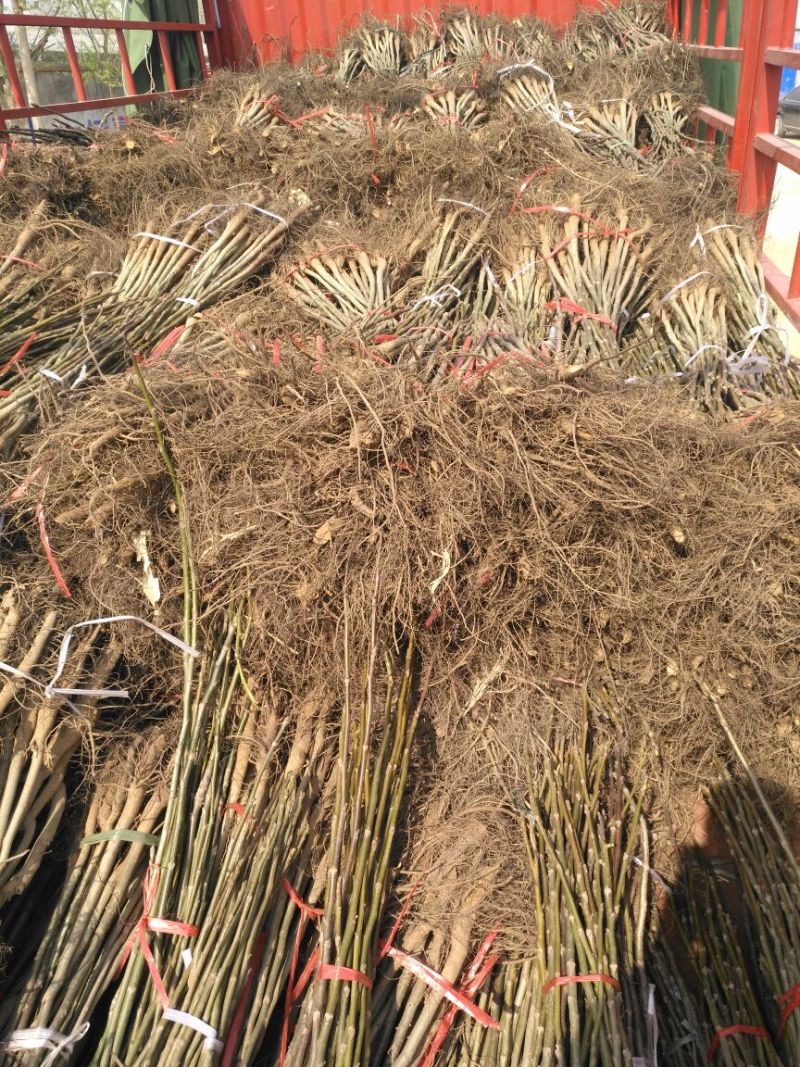 香椿苗10~20cm大棚