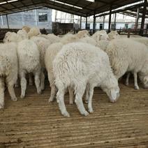 小尾寒羊免费送货货到付款在平台关注浏览人高养殖场