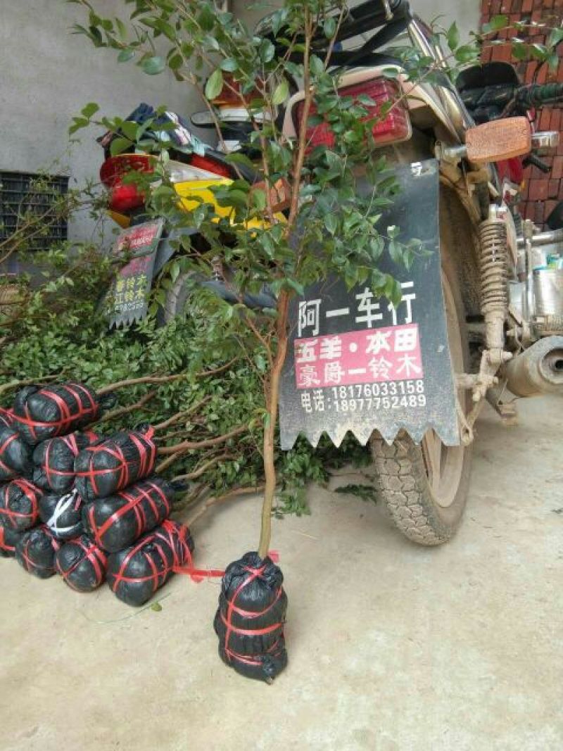 嘉宝果树苗2年