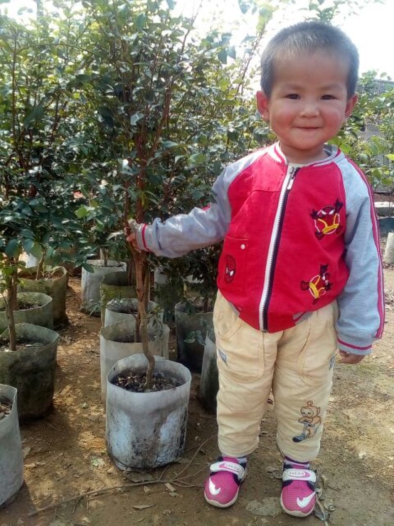 嘉宝果树苗2年
