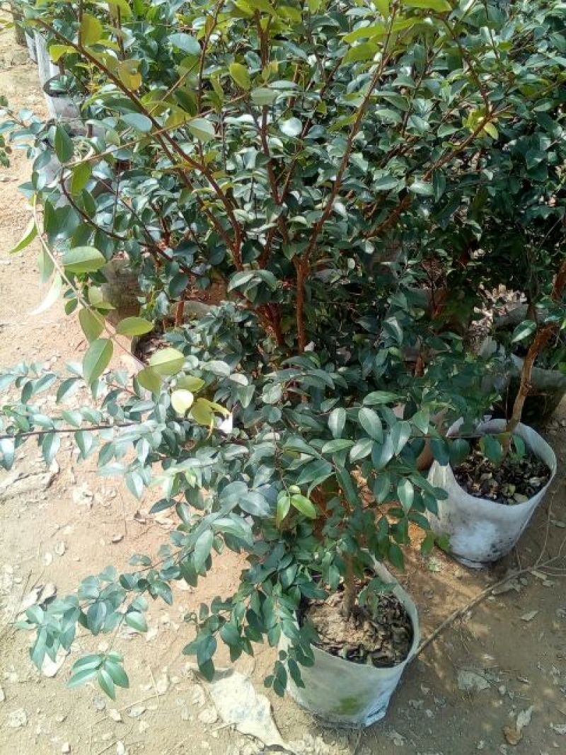 嘉宝果树苗2年
