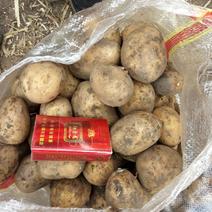 尤金885土豆