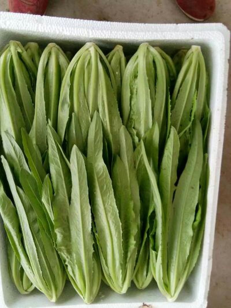 美冠25~30cm以上