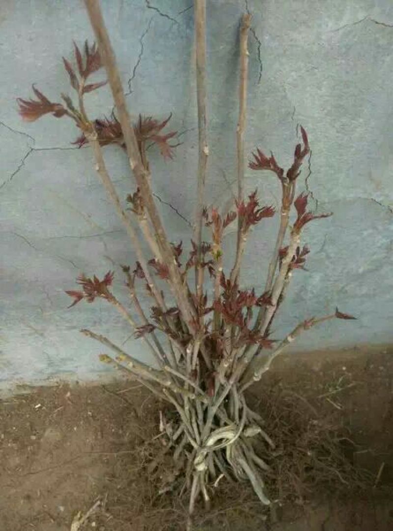 红油香椿苗80cm以上大棚