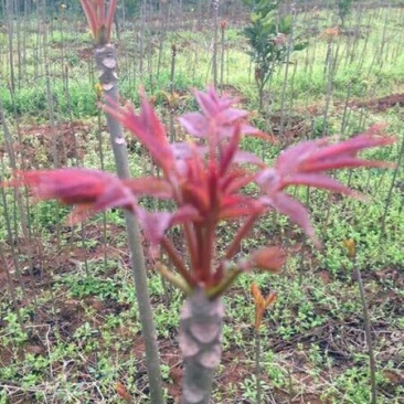 红油香椿苗80cm以上大棚