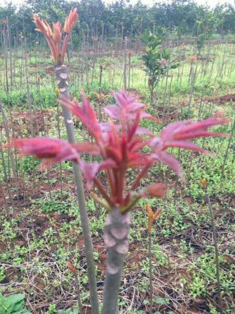 红油香椿苗80cm以上大棚