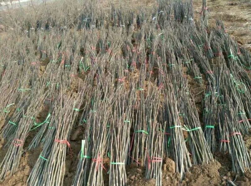 红油香椿苗80cm以上大棚
