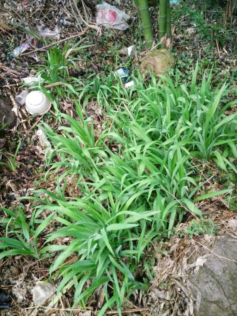 萱草0.5米以下