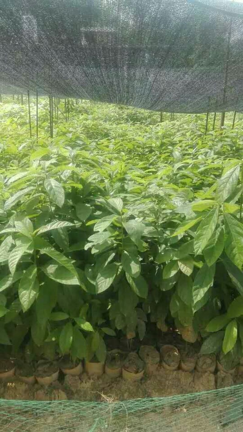 牛油果苗购苗提供技术苗圃直销包技术指导欢迎客商联系