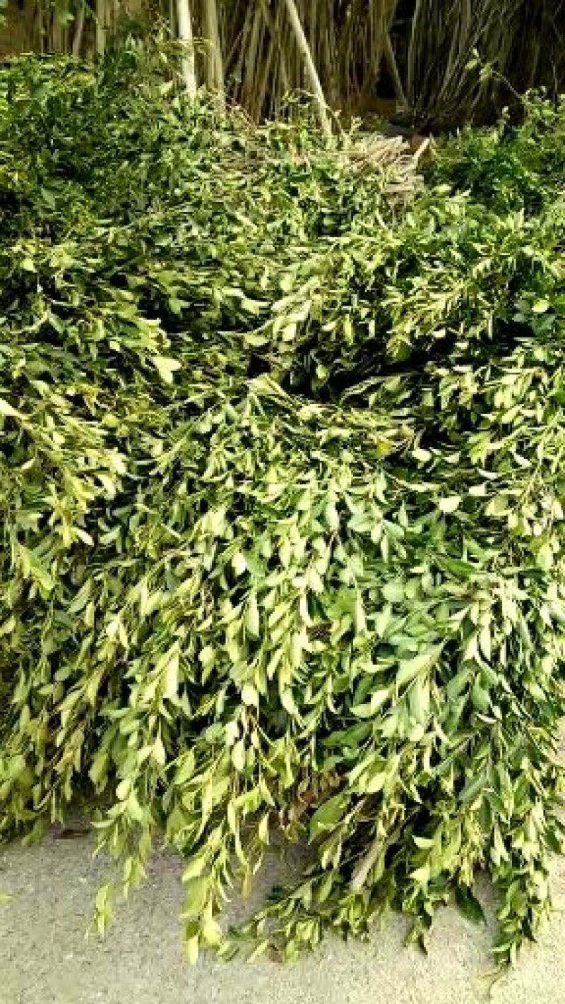 榕树叶一手货源产地直供应商