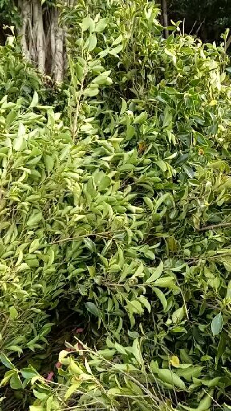 榕树叶一手货源产地直供应商
