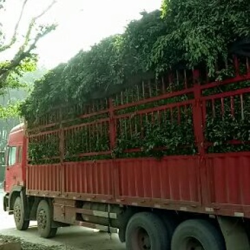 榕树叶一手货源产地直供应商