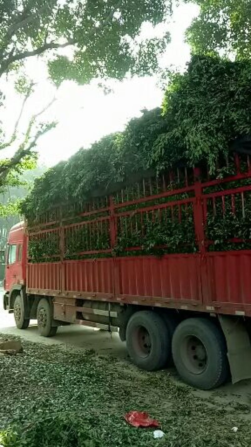 榕树叶一手货源产地直供应商