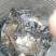 鲤鱼食用2~3公斤
