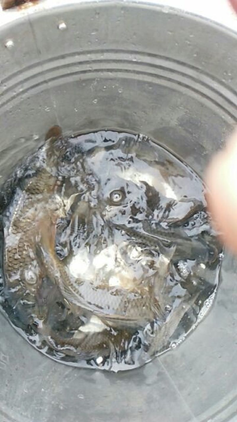 鲤鱼食用2~3公斤