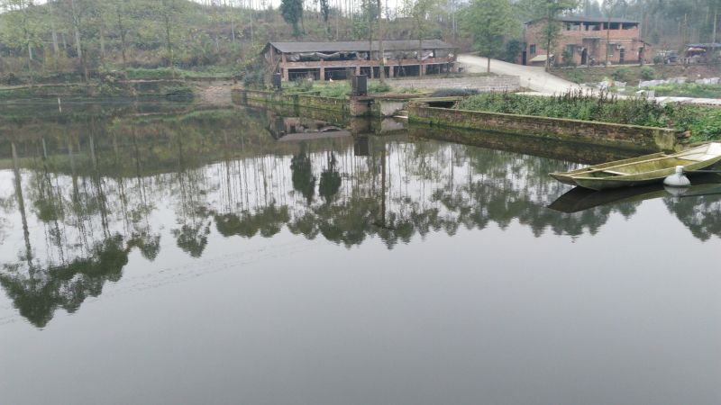 鲤鱼食用2~3公斤