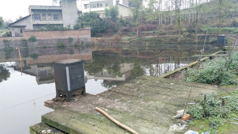 鲤鱼食用2~3公斤