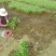 四季玫瑰苗10~20cm