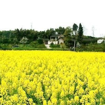 压榨菜籽油三级