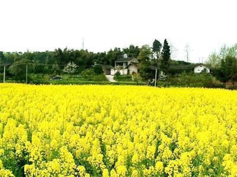 压榨菜籽油三级
