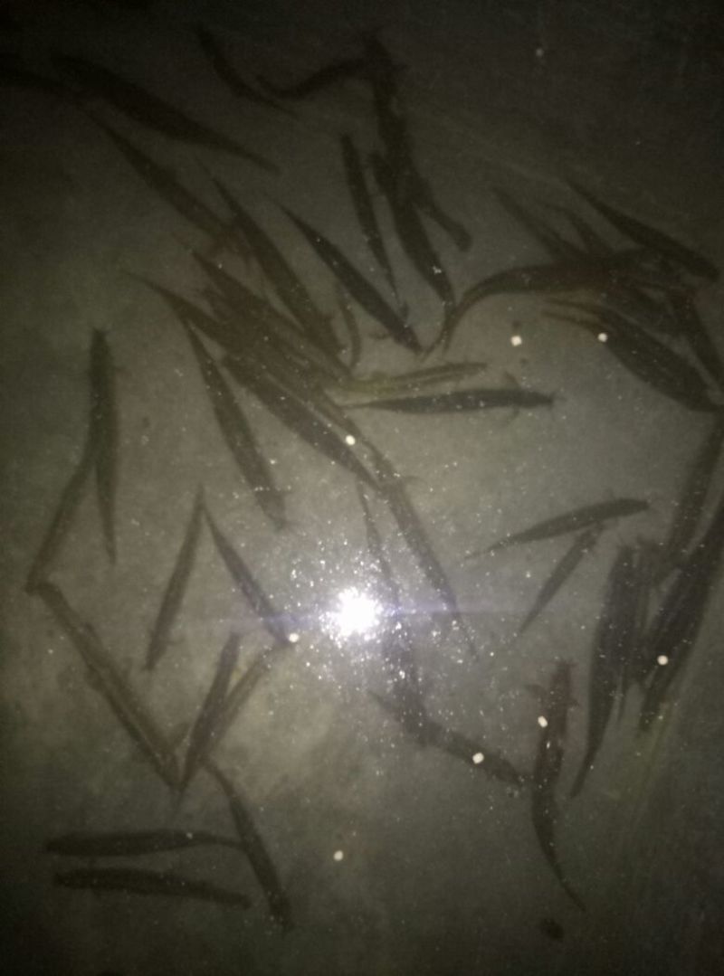 台湾泥鳅食用人工养殖10~15cm
