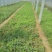 蔷薇花30~50cm