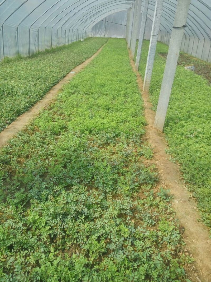 蔷薇花30~50cm