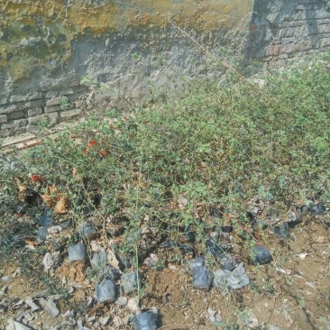 蔷薇花30~50cm