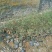 蔷薇花30~50cm