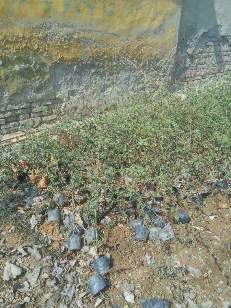 蔷薇花30~50cm