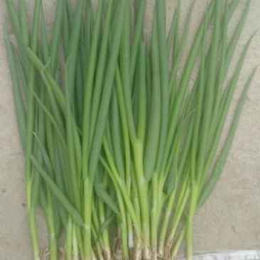 四季小葱40~45cm