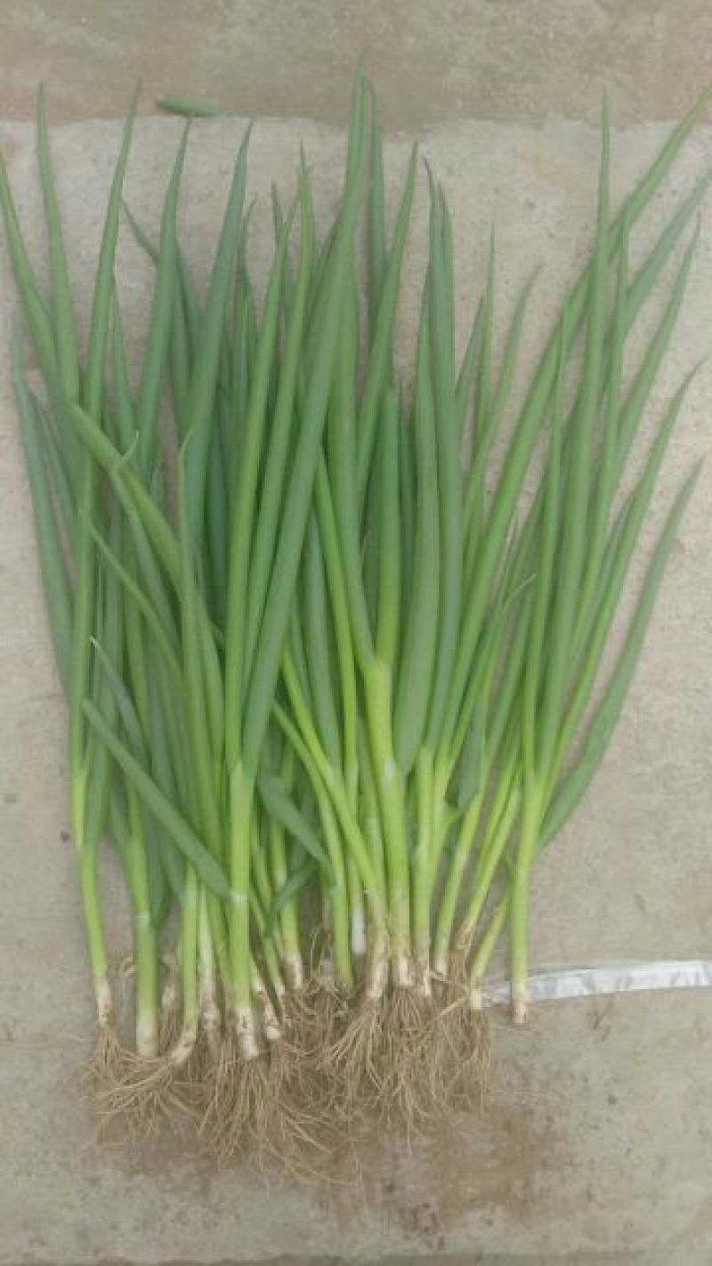 四季小葱40~45cm