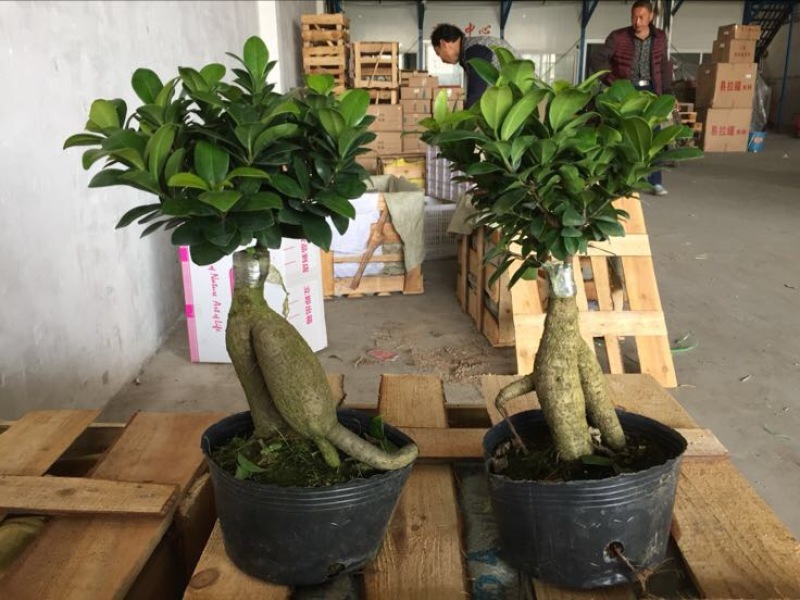 榕树