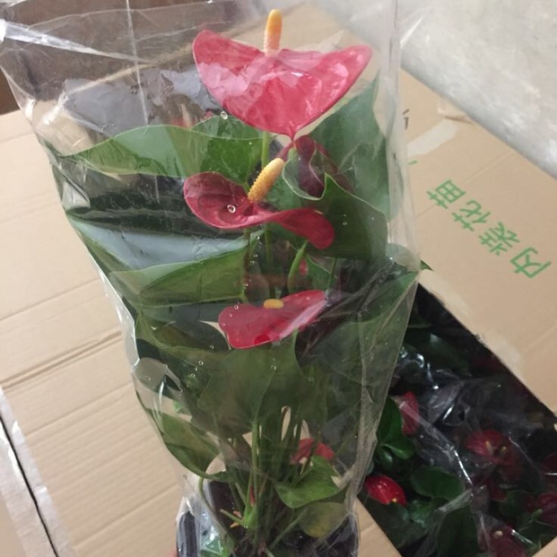 红掌