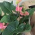 红掌