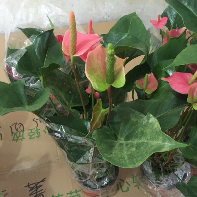 红掌