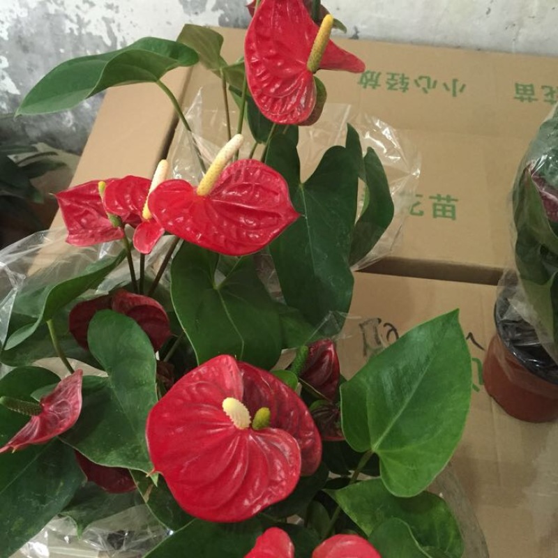 红掌
