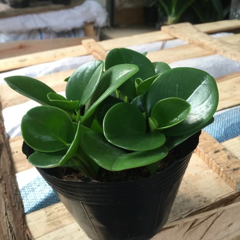 碧玉