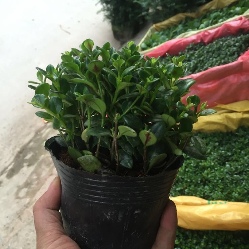 金鱼草
