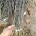花椒苗1~2年