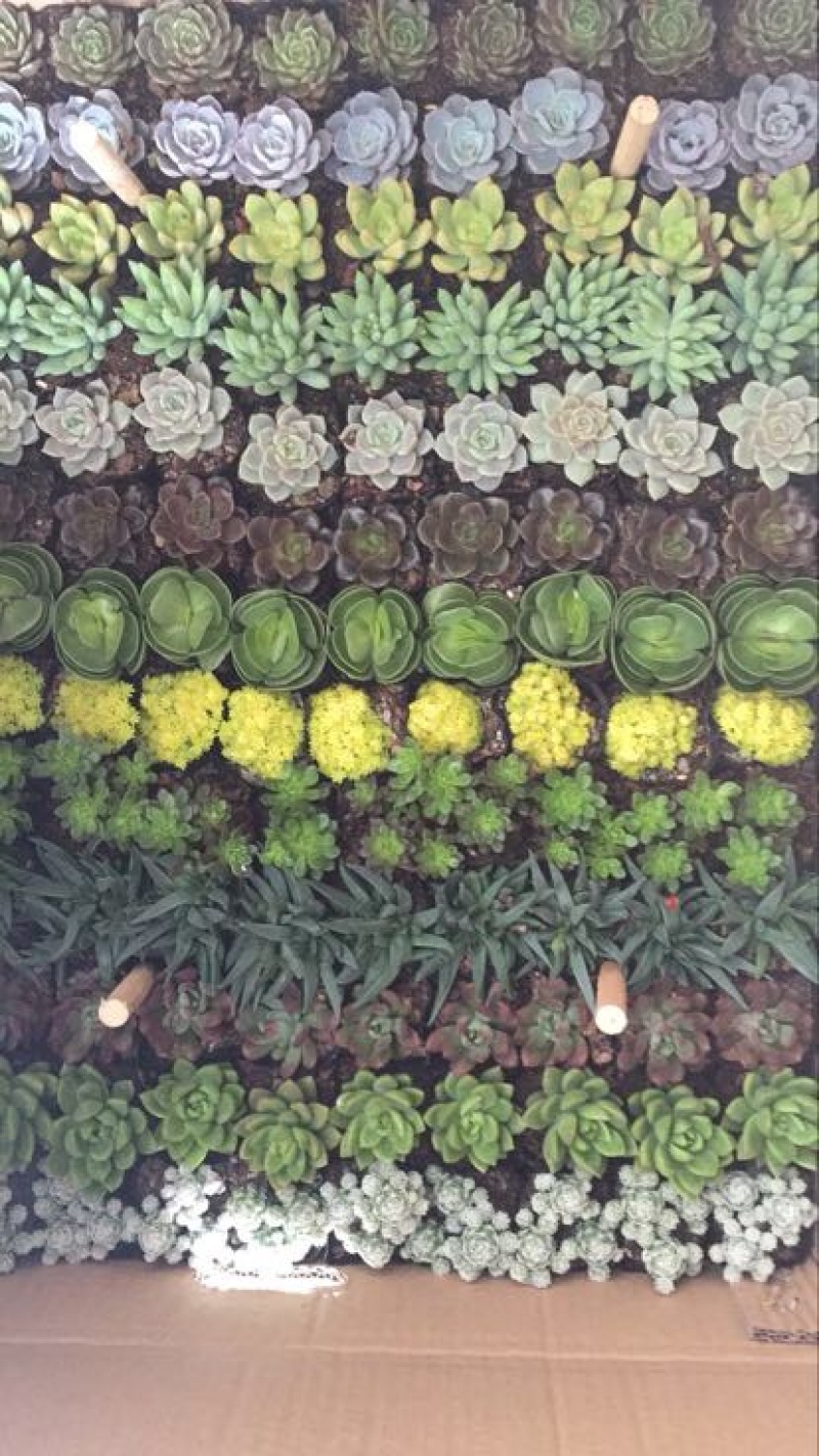 多肉植物