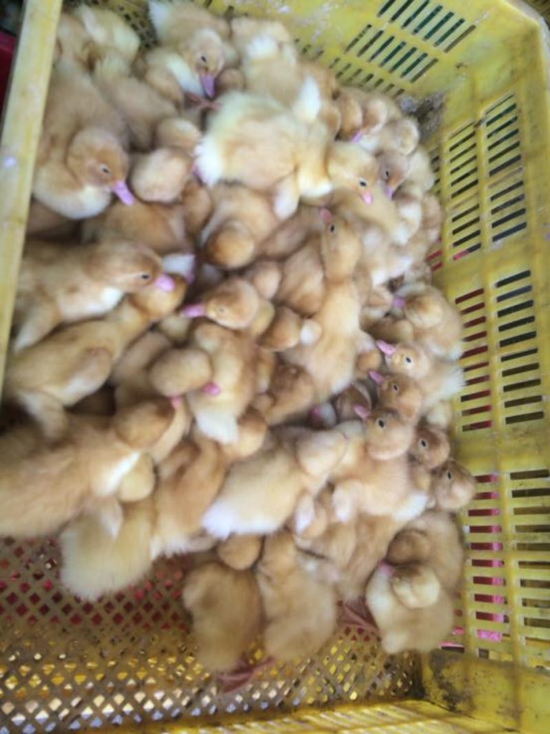 鸭苗统货0.5斤以下孵化场发货王家禽苗孵化场