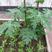 木瓜树苗20~30cm