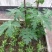 木瓜树苗20~30cm