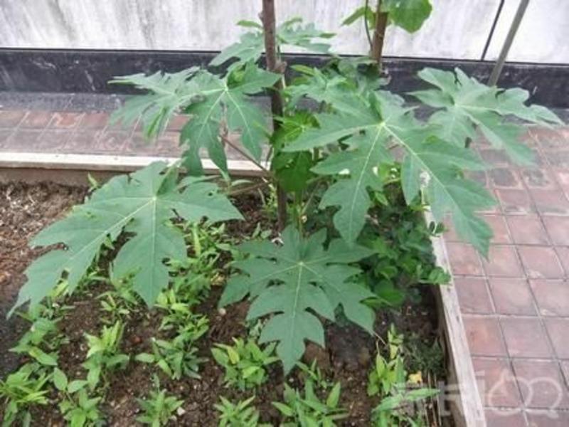 木瓜树苗20~30cm