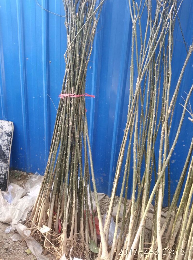 国槐苗国槐小苗国槐树苗国槐小树苗龙爪槐黄金槐