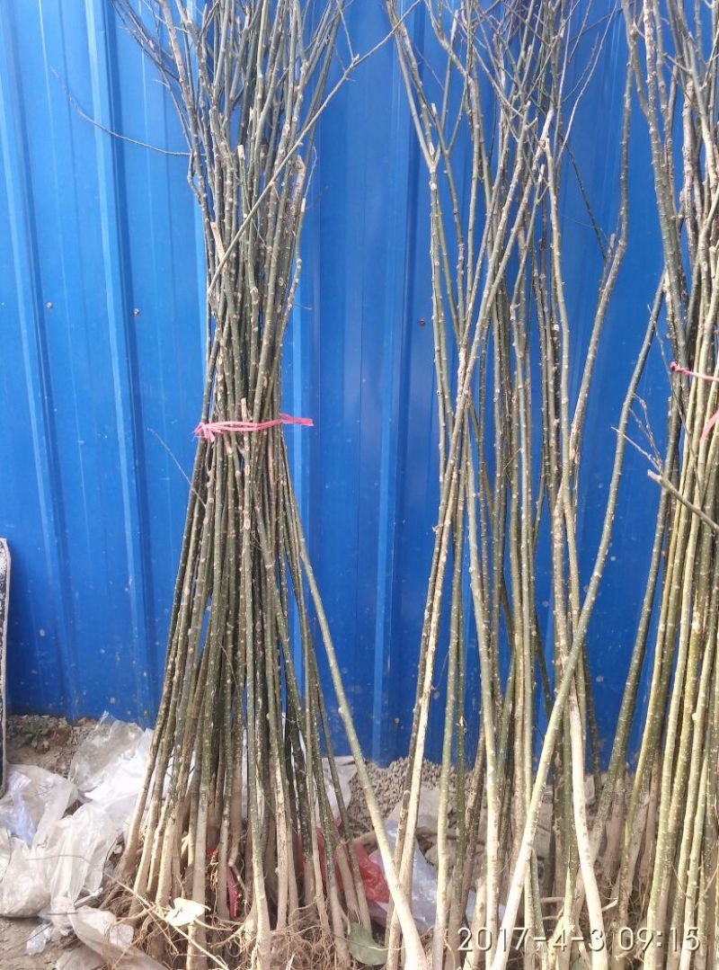 国槐苗国槐小苗国槐树苗国槐小树苗龙爪槐黄金槐
