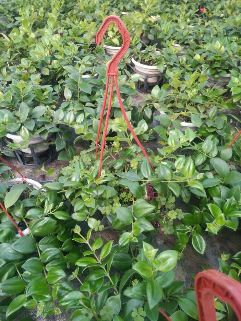 常青藤，花叶常青藤心型常青藤基地直供价格合理